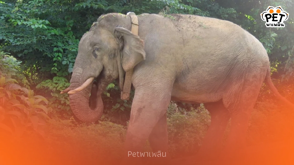 กรมอุทยานฯ เร่งปลดปลอกคอ GPS ช้างป่าคืนอิสระหลังจบภารกิจ