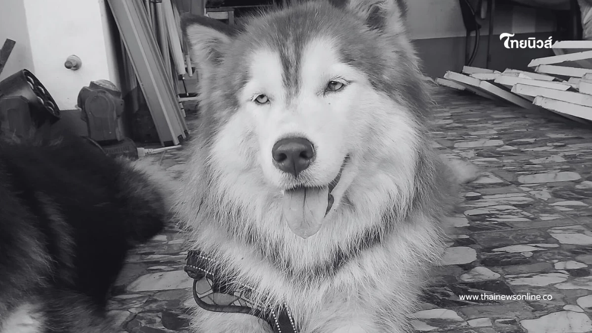 สัตวแพทย์ เผยอาการมอลลี่ ก่อนกลับดาว สาเหตุทำให้ยื้อชีวิตไม่ได้