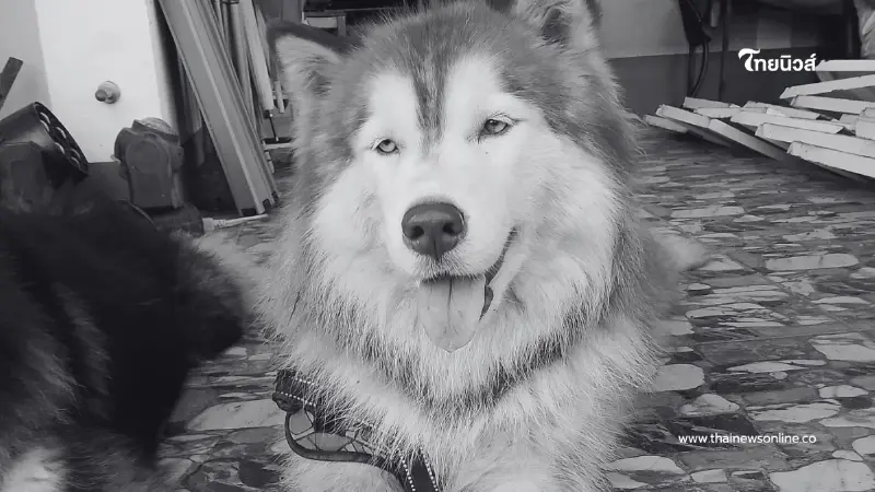 สัตวแพทย์ เผยอาการมอลลี่ ก่อนกลับดาว สาเหตุทำให้ยื้อชีวิตไม่ได้