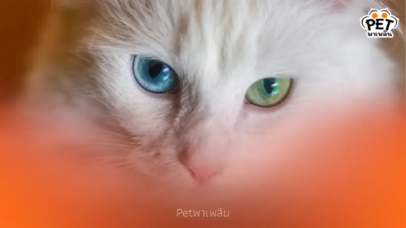 "เจาะลึกแมวตา 2 สี (Odd-eyed) ความงามจากยีนที่หาดูยาก" "เจาะลึกแมวตา 2 สี (Odd-eyed) ความงามจากยีนที่หาดูยาก"