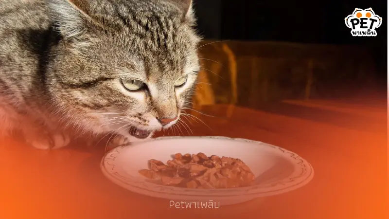 สาเหตุแมวอ้วกหลังกินข้าว พร้อมวิธีแก้ไขเบื้องต้นที่ควรรู้