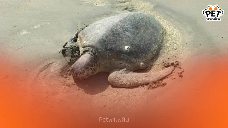 นาทีชีวิต! "เต่าตนุยักษ์" เกยตื้นหาดบางเบน อาการน่าห่วง นาทีชีวิต! "เต่าตนุยักษ์" เกยตื้นหาดบางเบน อาการน่าห่วง