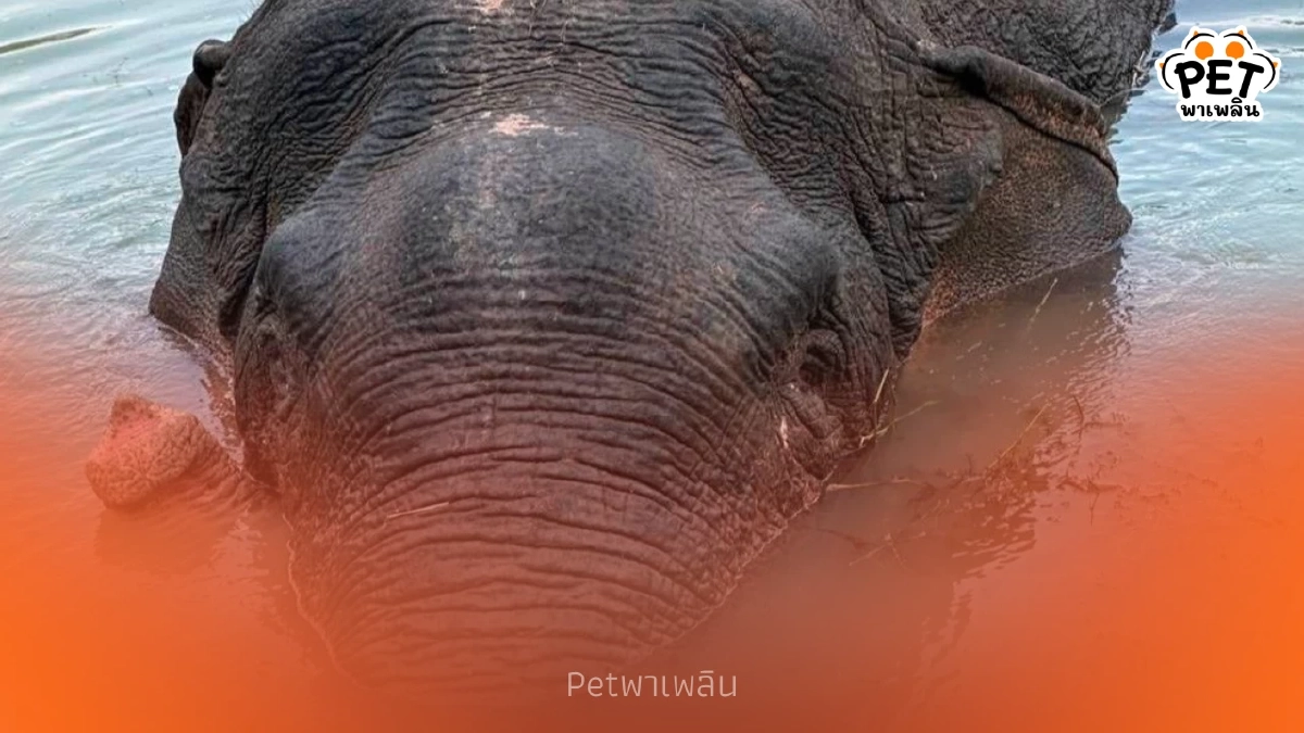 กรมอุทยานฯ แจง พลายด้วน ไม่ได้กินพลาสติกเร่งให้ยาฆ่าเชื้อ 7 วัน