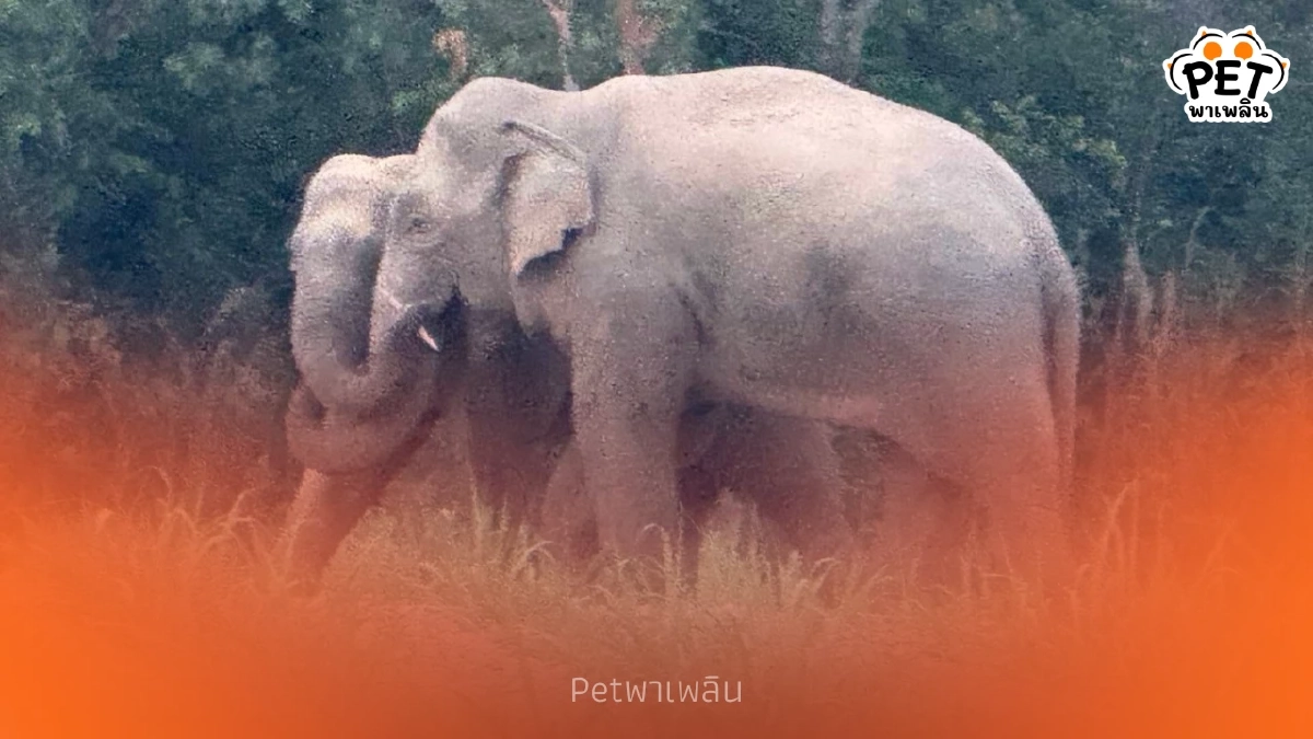 จนท.ห้วยทับทันฯ ผลักดัน "3 สีดอ" หลังบุกกินไร่มันชาวบ้านแนงมุด