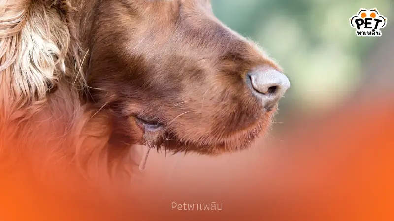 อันตรายถึงเสียชีวิต เผย "5 ย." คาถากันโรคพิษสุนัขบ้าที่ต้องรู้