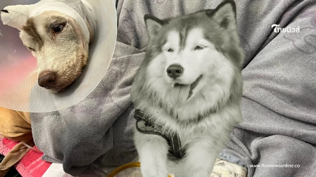 เศร้าอาลัย "น้องมอลลี่" กลับดาวอย่างสงบ หลังไร้ปาฏิหาริย์