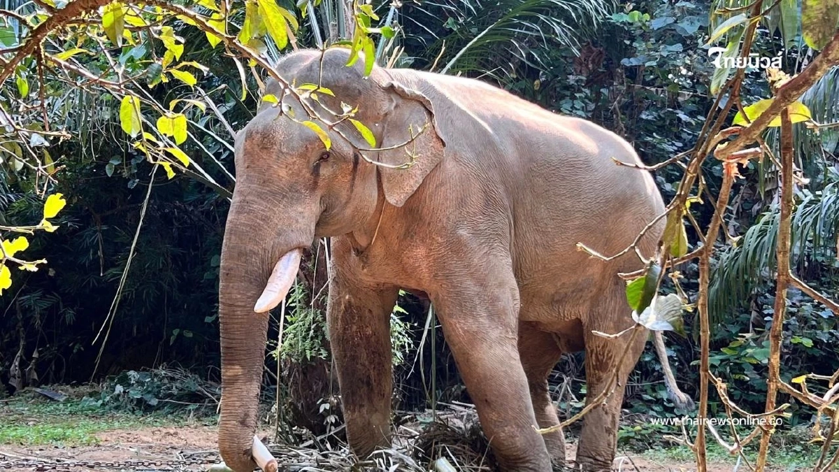 ระทึก! ช้างป่าตกเขาในพื้นที่พังงา บาดเจ็บสาหัส เร่งดูแลใกล้ชิด