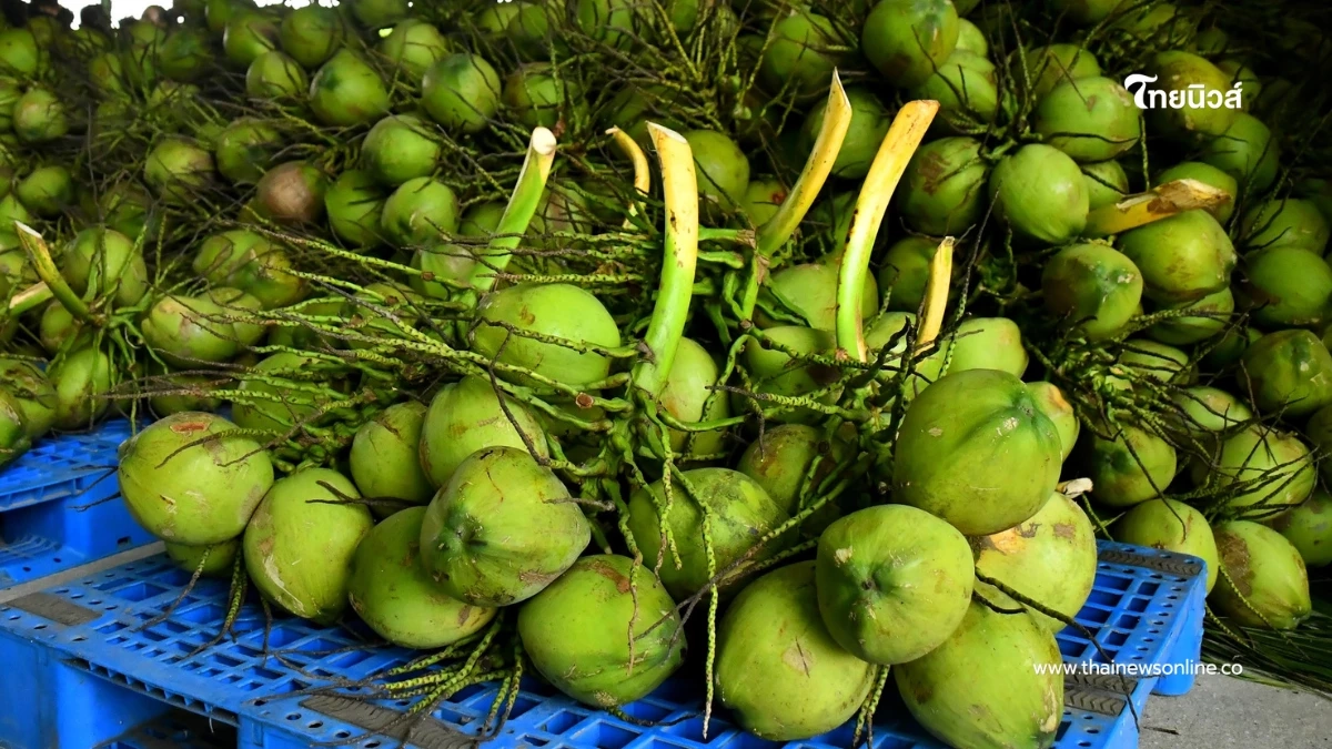 เปิดแผนกู้ราคามะพร้าวน้ำหอม เครือข่ายสหกรณ์รับซื้อ 5 บ. 1 ล้านลูก