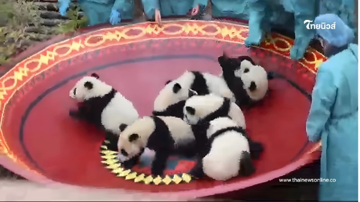 ใจฟูมาก แก๊งแพนด้าเกิดใหม่ 45 ตัว โชว์ตัวรับตรุษจีนปีมะเมีย