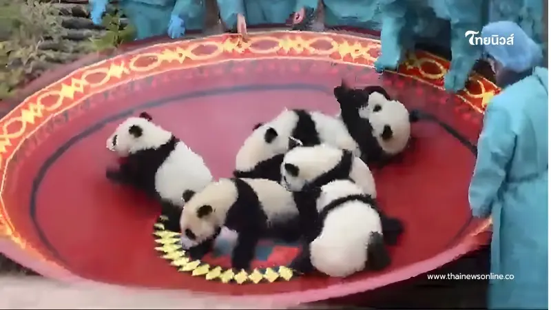 ใจฟูมาก แก๊งแพนด้าเกิดใหม่ 45 ตัว โชว์ตัวรับตรุษจีนปีมะเมีย
