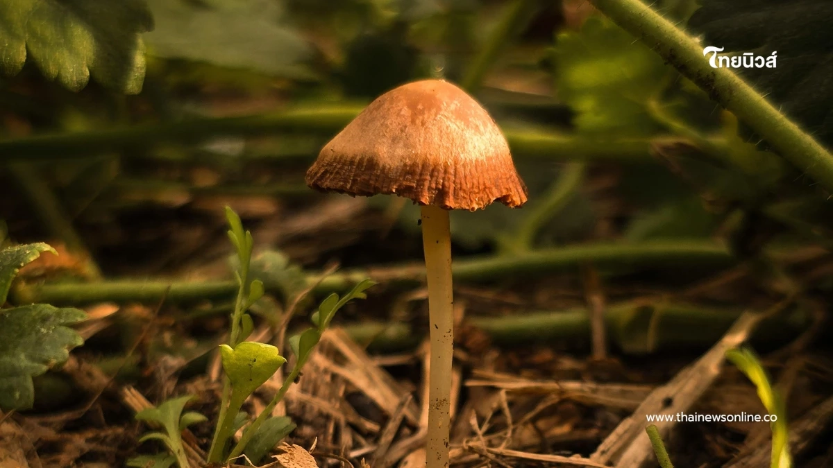 งานวิจัยสะเทือนวงการชะลอวัย? ไซโลไซบินกับคำถามเรื่องอายุขัย