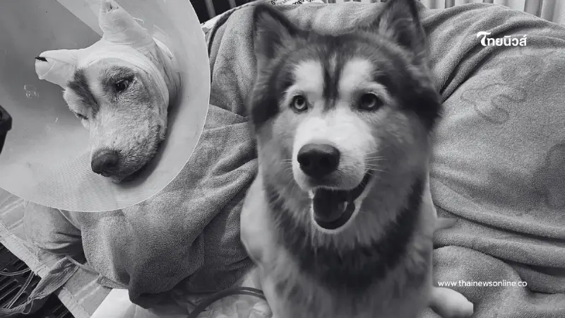 เผยสาเหตุ ชายวัย 52 ลงมือทำร้าย "น้องมอลลี่" สุนัขพันธุ์ไซบีเรียน