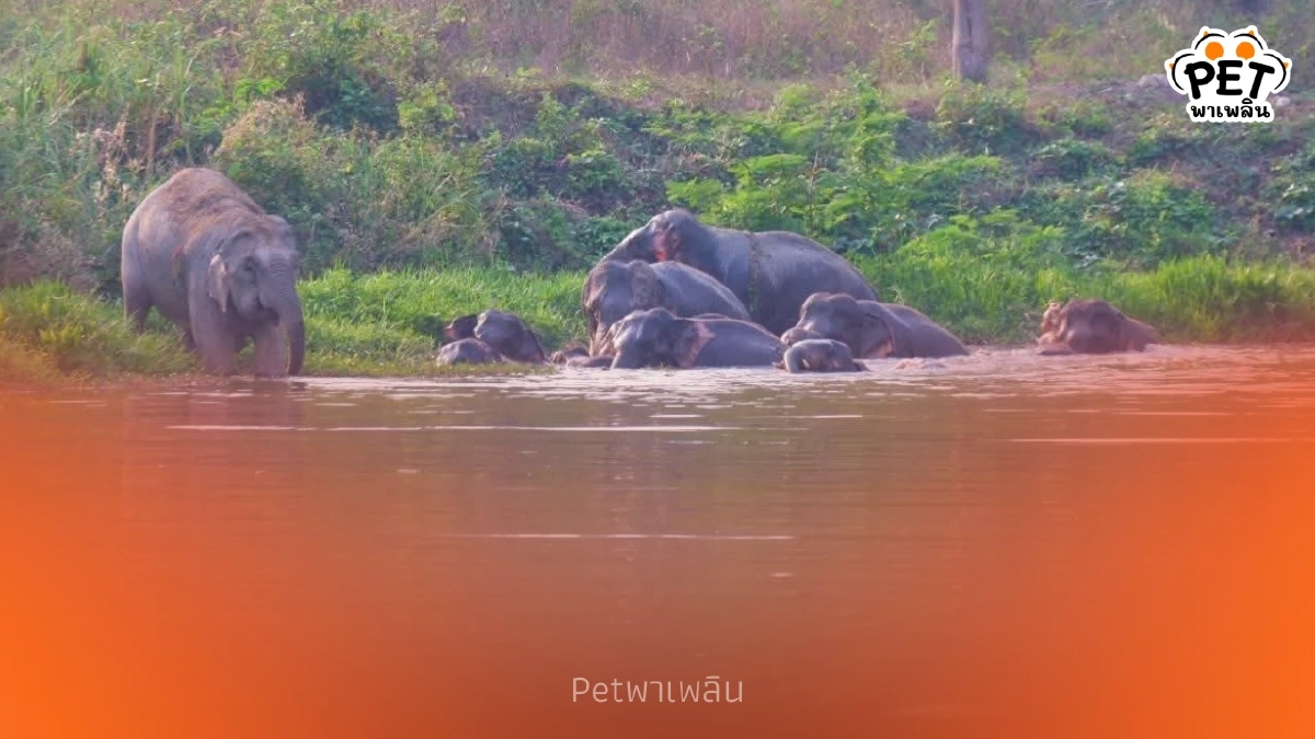 สบอ.1 รุกสร้างบ่อน้ำเขาใหญ่ แก้ปัญหาสัตว์ป่ารบกวนชุมชน