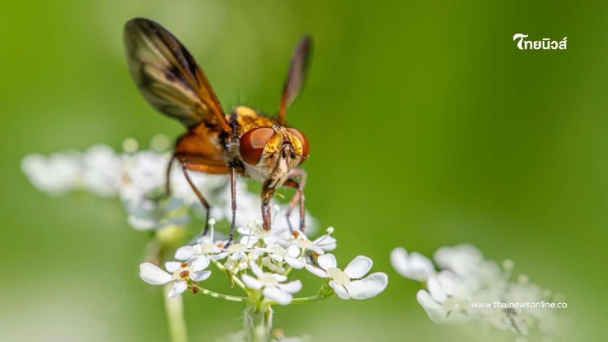 ระวัง ตัวคุ่น ภัยเงียบริมน้ำตก กัดเจ็บ-คันนาน เผยวิธีป้องกันและรักษา