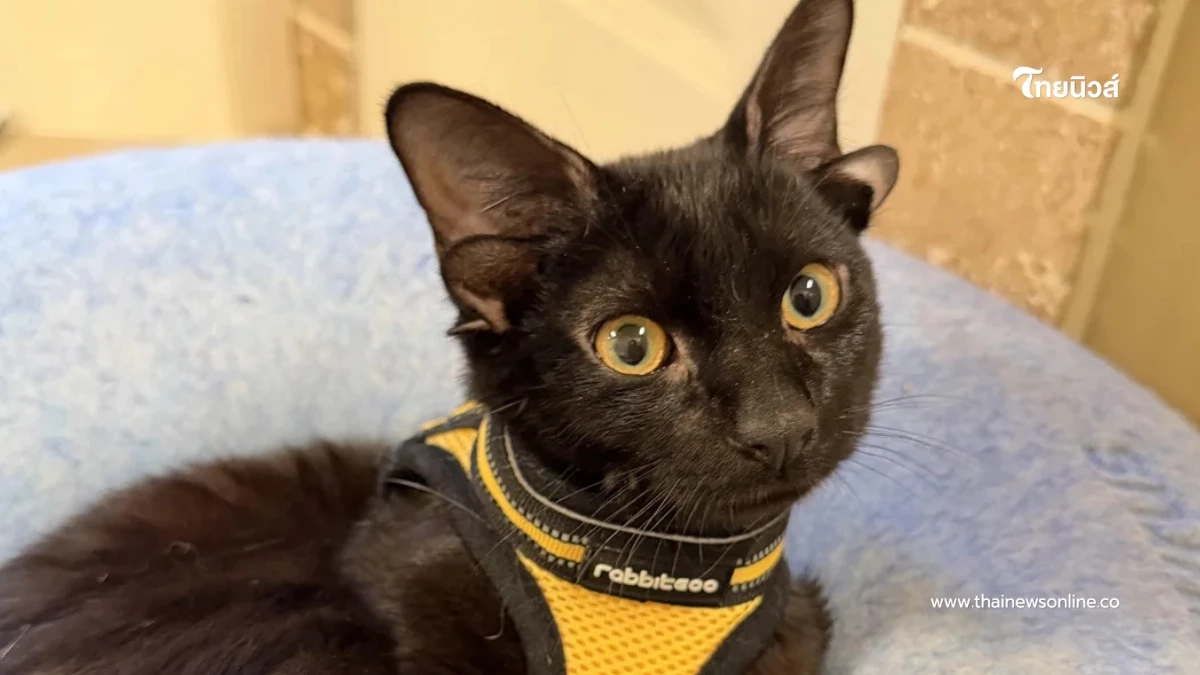 วาร์ป ด๊อบบี้ เจ้าเหมียวสีดำที่มี 4 หู ล่าสุดยังต้องรับการผ่าตัด วาร์ป ด๊อบบี้ เจ้าเหมียวสีดำที่มี 4 หู ล่าสุดยังต้องรับการผ่าตัด