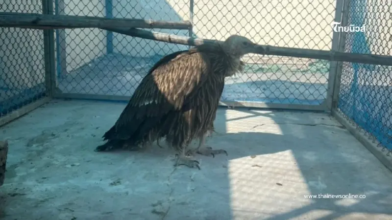 ข่าวดีจากห้วยขาแข้ง! "นิกกี้" แร้งสีน้ำตาลหิมาลัย อาการดีขึ้น
