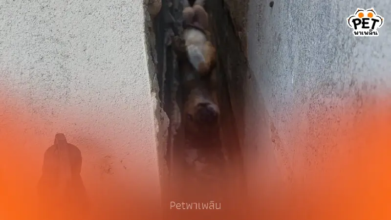 "นาทีชีวิต! ช่วยลูกหมาติดซอกกำแพงแคบ ร้องระงมข้ามคืน"