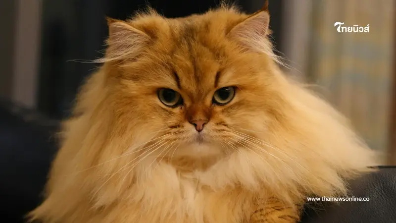 เปิดภัยเงียบ โรคหัวใจในแมว ที่แฝงมากับคำว่าหนูไม่เป็นไร
