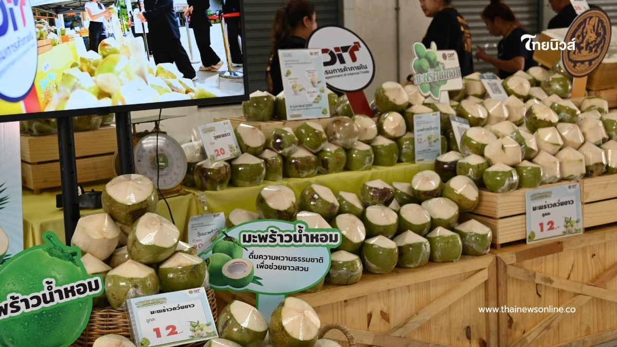 อุ้มราคามะพร้าวน้ำหอม DIT รับซื้อ 2 ล้านลูก กลาง-ใต้ ดันขายทั่วไทย