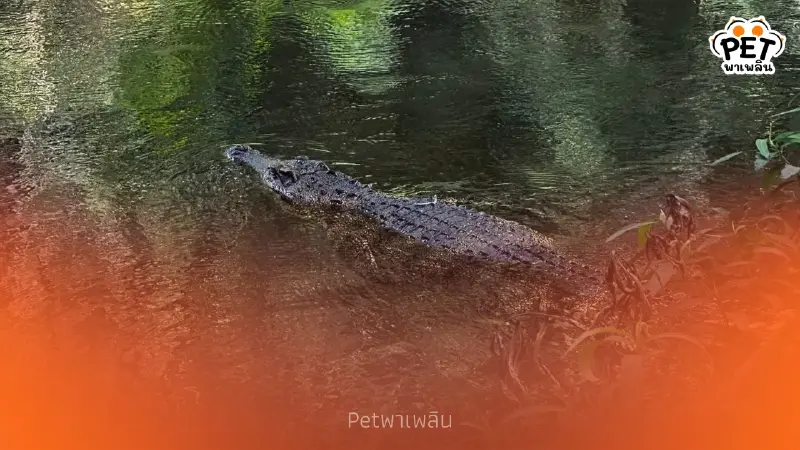 แก่งกระจานปล่อยจระเข้น้ำจืดไทยแท้ DNA บริสุทธิ์ ปล่อยคืนป่า