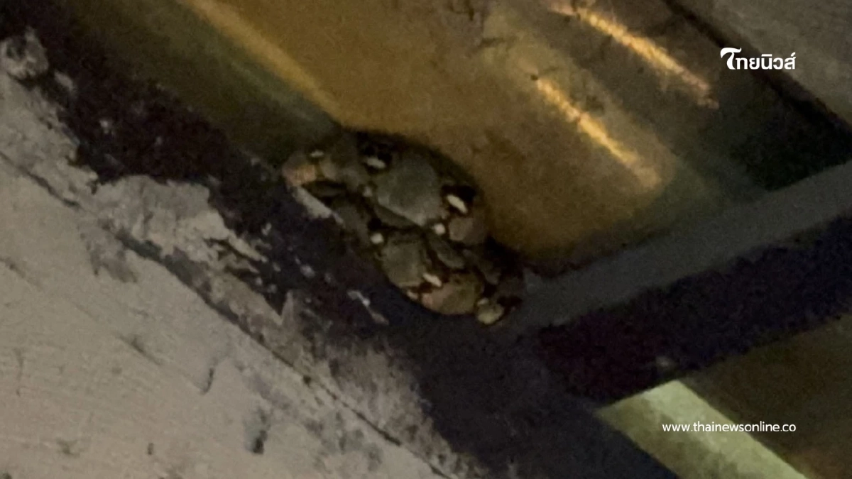 บุกจับงูเหลือมตัวเท่าแขนซุกหลังคาห้องน้ำร้านอาหารย่านบางพลี