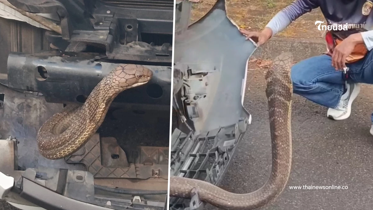 เลขทะเบียน "งูจงอาง" แผ่แม่เบี้ย ขู่หราหน้ารถ 4 ชม. กว่าจะจับได้