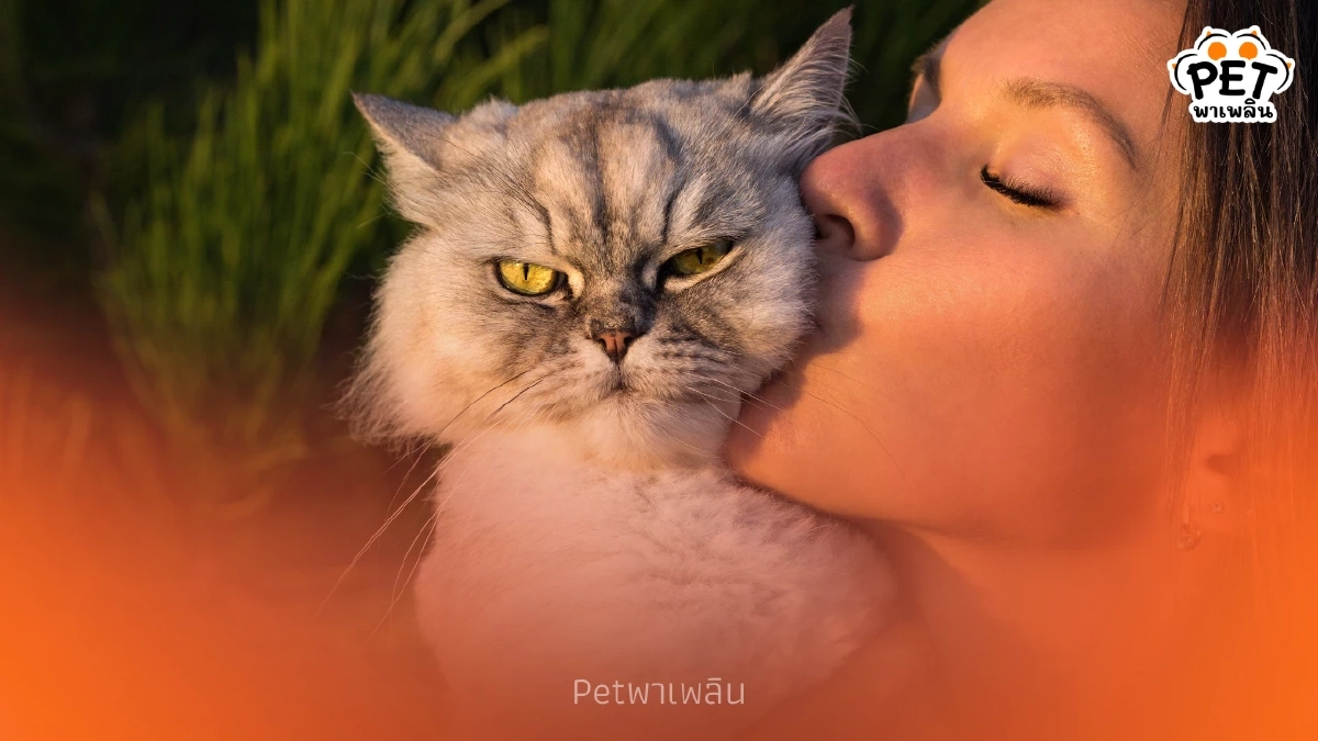 เปิดสาเหตุแมวรำคาญเจ้าของ พร้อมวิธีสังเกตภาษากายที่ทาสควรรู้