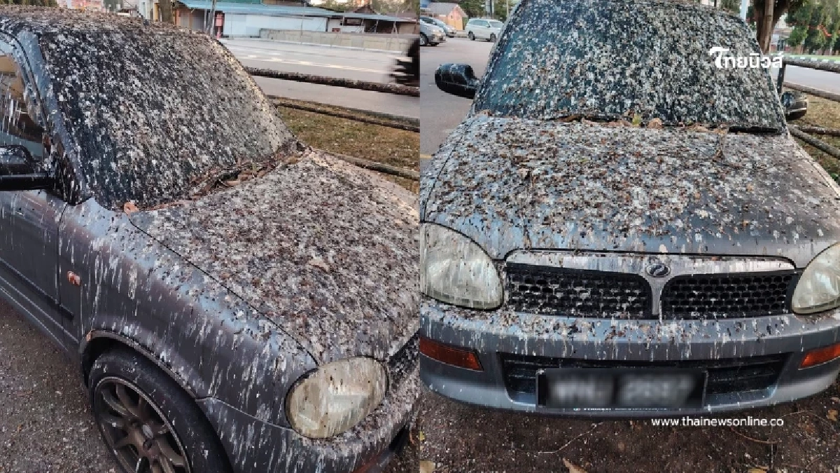 รถปริศนาจอดทิ้งใต้ต้นไม้ โดนศิลปะจากนกเต็มๆ สงสัยใครคือเจ้าของ