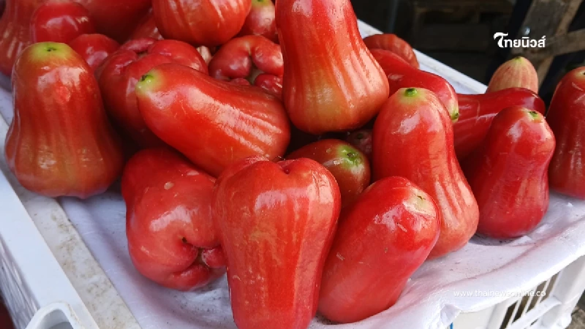 ขึ้นแท่นของดี ชมพู่คลองหาด คว้าเครื่องหมาย GI ราคาสูงกว่าทั่วไป 3 เท่า