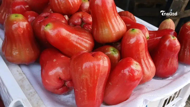 ขึ้นแท่นของดี ชมพู่คลองหาด คว้าเครื่องหมาย GI ราคาสูงกว่าทั่วไป 3 เท่า