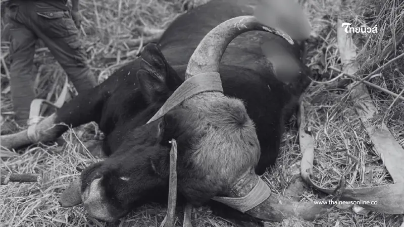 รถบรรทุกชนกระทิงป่าเขาใหญ่ดับ เจ้าหน้าที่จ่อฟัน พ.ร.บ. สัตว์ป่า