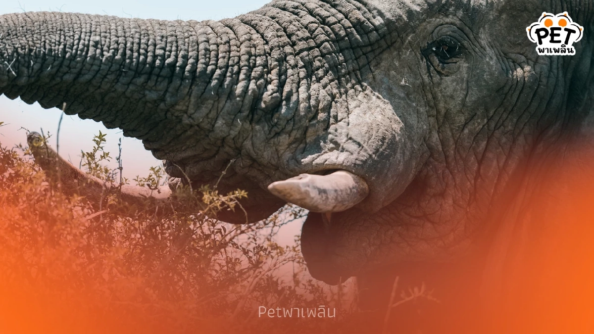 ความลับพฤติกรรม "ช้าง" มีอาการถนัดงาข้างเดียวเหมือนมนุษย์