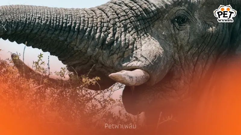 ความลับพฤติกรรม "ช้าง" มีอาการถนัดงาข้างเดียวเหมือนมนุษย์