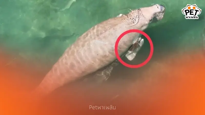 นาทีชีวิต! เร่งช่วยพะยูนถูกอวนรัดครีบ หลังโดรนพบแม่ลูกลิบง