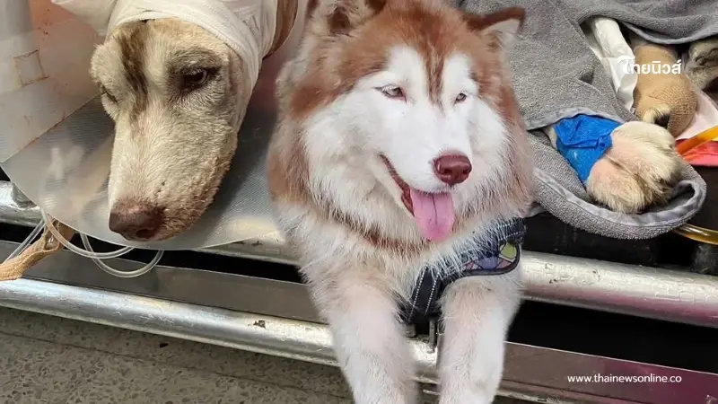 เจอแล้วจุดราดน้ำมัน "เจ้ามอลลี่" เศร้าหนักรู้เหตุการณ์ก่อนหน้า