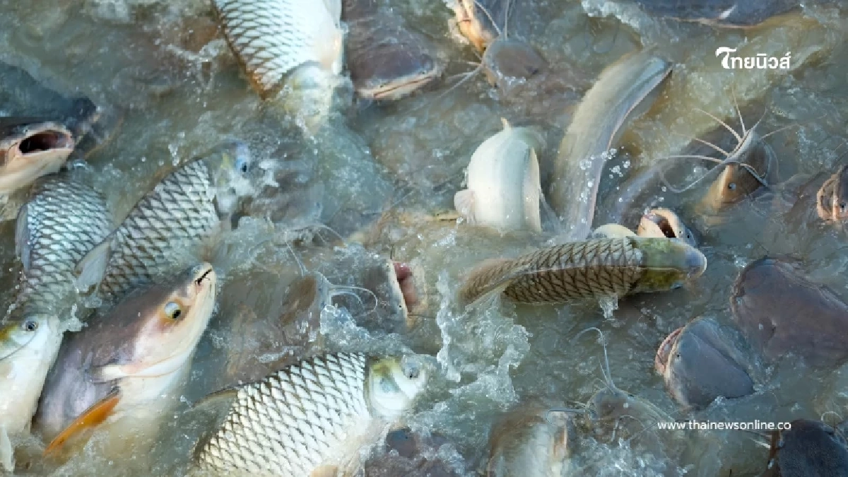 แนะปรุงสุกเมนูปลาน้ำจืด ลดความเสี่ยงพยาธิใบไม้ตับและมะเร็งท่อน้ำดี