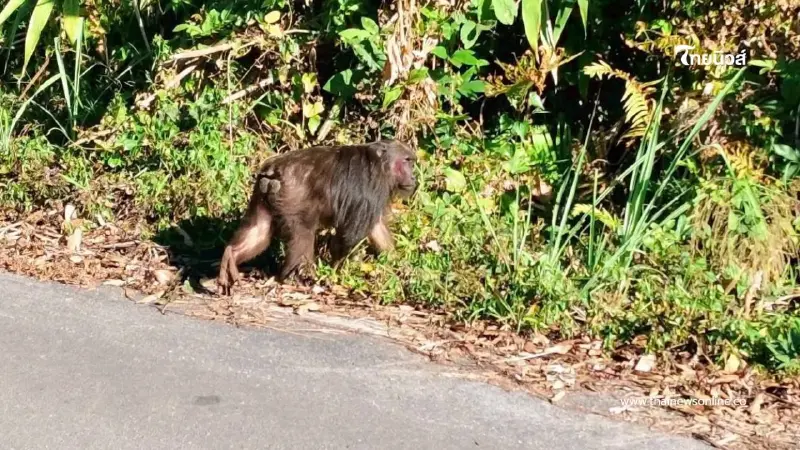 แม่วงก์เตือนผู้ใช้ทางหลวง 1117 ชะลอความเร็ว ระวังสัตว์ป่า