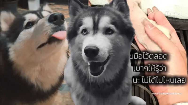 เจ้าของเก่า "มอลลี่" ใจสลาย ห่วงอีกหนึ่งชีวิตอาจรับไม่ไหว