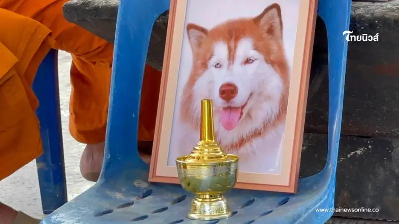 ยอดพุ่งค่าหัวคนร้าย ราดน้ำมัน "มอลลี่" ล่าสุดทะลุ 8 หมื่น