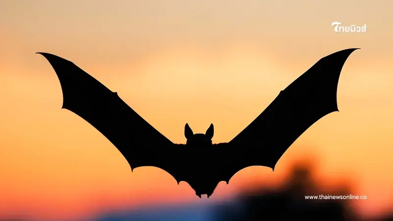 พบเชื้อในค้างคาวแต่ไม่พบในคน ย้ำเป็นโรคติดต่ออันตรายที่รัฐเฝ้าระวังใกล้ชิด