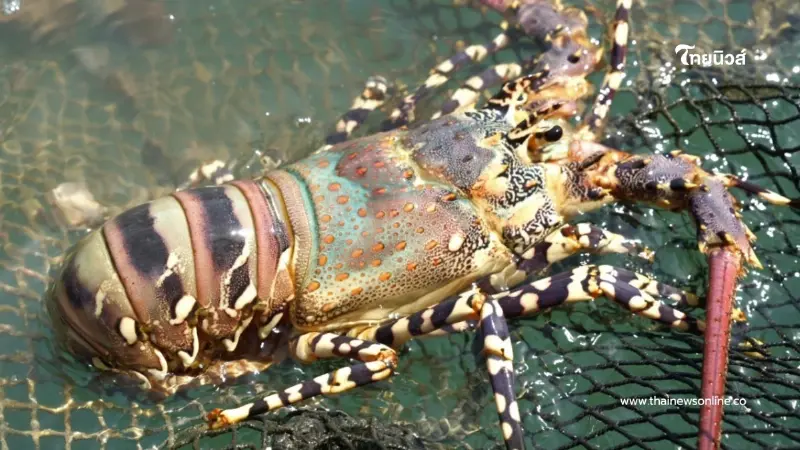 กุ้งมังกร 7 สีภูเก็ต GI ใหม่ พรีเมียม สมฉายา ฟัวกราส์แห่งท้องทะเล