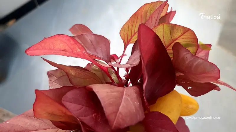 ส่องประโยชน์ ผักโขมแดง ผักพื้นบ้านที่อัดแน่นด้วยวิตามินและสารอาหารมากกว่าที่คิด