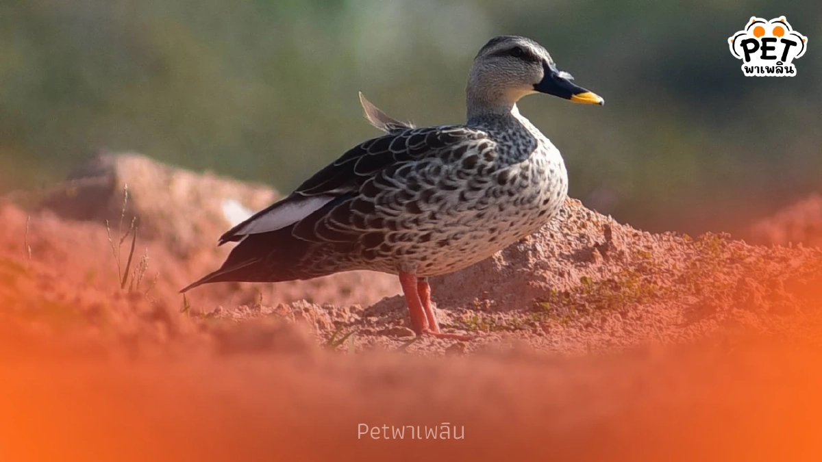 ไม่ใช่นกอพยพ เป็ดเทาพันธุ์อินเดียยึดบุรีรัมย์วางไข่ครั้งแรก