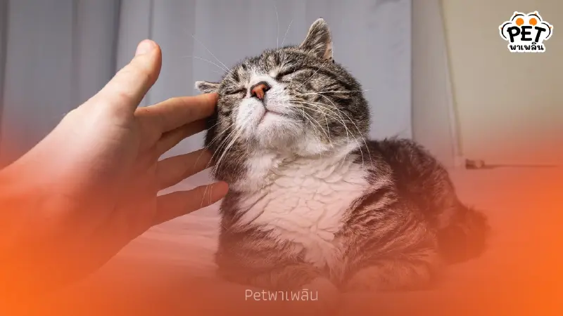 วิธีสังเกตอาการแมวสูงวัย สัญญาณบอกเหตุเมื่อเจ้าเหมียวเริ่มแก่