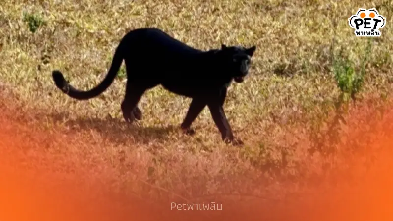 "เผยภาพ "เสือดำ" กลางกุยบุรี สะท้อนความสมบูรณ์ผืนป่า"