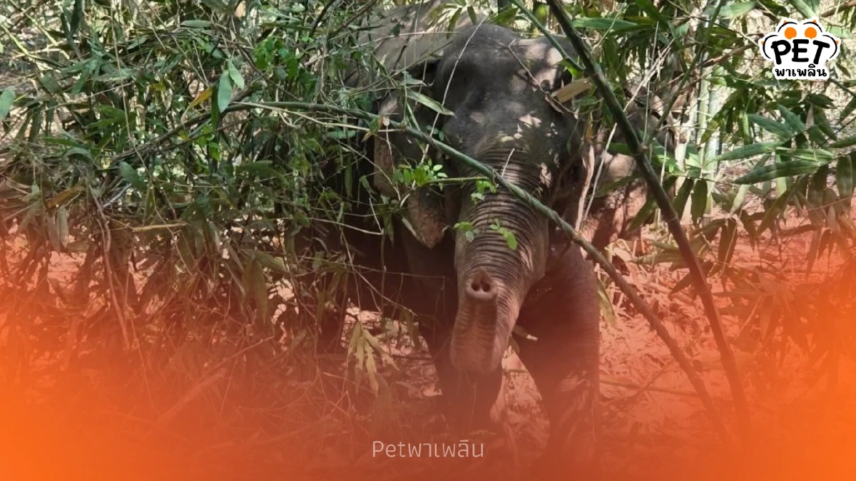 ปาฏิหาริย์มีจริง! ช้างป่าสระแก้วฮึดสู้ ลุกยืนเองได้แล้ว ปาฏิหาริย์มีจริง! ช้างป่าสระแก้วฮึดสู้ ลุกยืนเองได้แล้ว