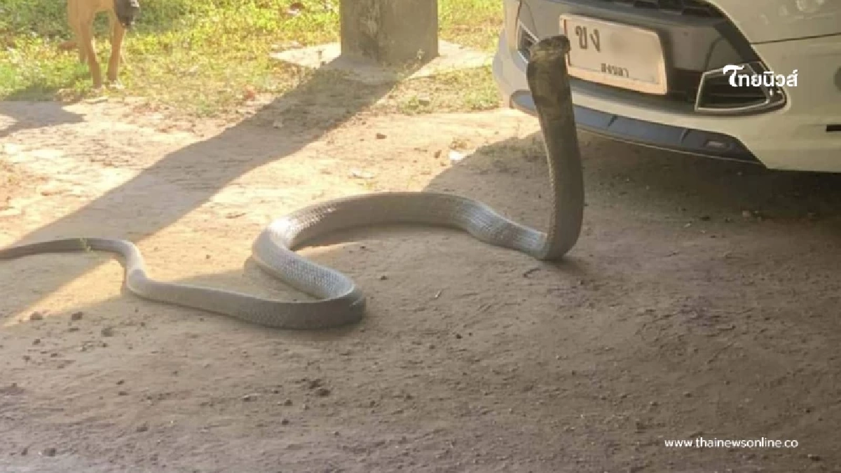ฮือฮา งูจงอางยักษ์เข้าบ้าน เลื้อยชูคอขู่หน้ารถ ก่อนหลุดโฟกัส