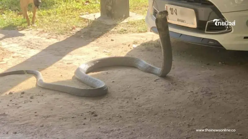 ฮือฮา งูจงอางยักษ์เข้าบ้าน เลื้อยชูคอขู่หน้ารถ ก่อนหลุดโฟกัส ฮือฮา งูจงอางยักษ์เข้าบ้าน เลื้อยชูคอขู่หน้ารถ ก่อนหลุดโฟกัส