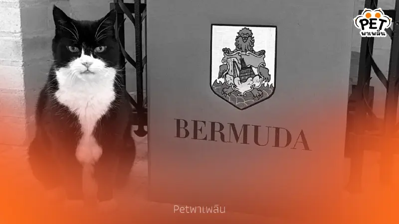 ปิดตำนานนักการทูตสี่ขา! พาลเมอร์สตัน กลับดาวแมวอย่างสงบ