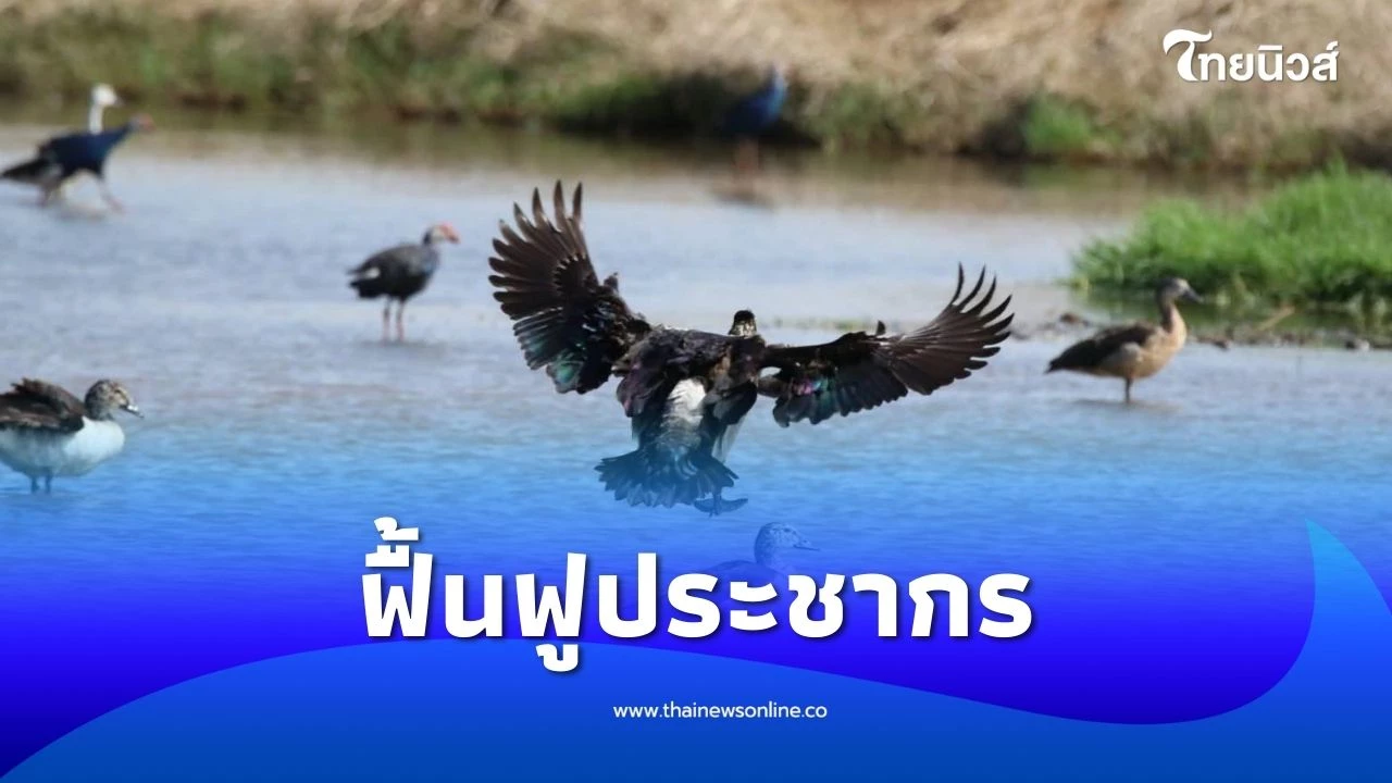 สำนักอนุรักษ์สัตว์ป่า เผยความสำเร็จการฟื้นฟูประชากร "เป็ดหงส์" | ไทยนิวส์